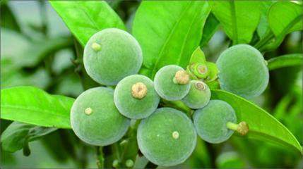 邂逅春日芬芳，茂名化橘红赏花节邀您共赏橘红花海