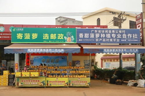 南方乡投产品考察团赴湛江茂名选品调研，助推茂名特色产业发展