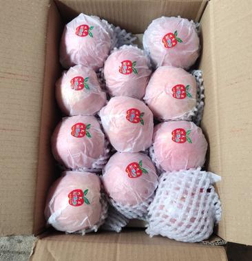 茂名粤西农副产品交易中心 阿克苏糖心苹果与库尔勒香梨的美味交汇