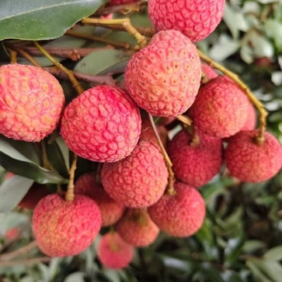 广东茂名 全链条筑牢防线，谱写水产品安全生产新篇章